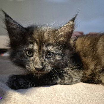 chaton Norvégien black smoke Atéa💜 Chatterie de Ci'Varone chaton Norvégien black smoke Atéa💜 Chatterie de Ci'Varone