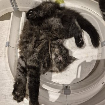 chaton Norvégien black smoke Atéa💜 Chatterie de Ci'Varone chaton Norvégien black smoke Atéa💜 Chatterie de Ci'Varone