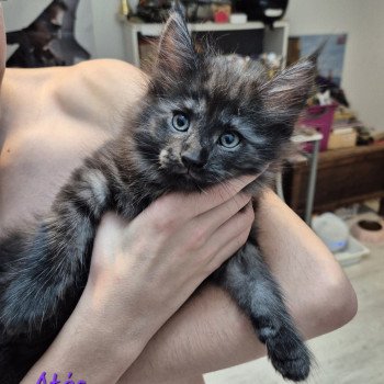 chaton Norvégien black smoke Atéa💜 Chatterie de Ci'Varone chaton Norvégien black smoke Atéa💜 Chatterie de Ci'Varone