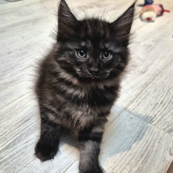 chaton Norvégien black smoke Atéa💜 Chatterie de Ci'Varone chaton Norvégien black smoke Atéa💜 Chatterie de Ci'Varone