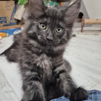 chaton Norvégien black smoke Atéa💜 Chatterie de Ci'Varone chaton Norvégien black smoke Atéa💜 Chatterie de Ci'Varone
