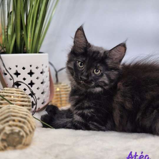 Atéa💜 De Ci'Varone Femelle Norvégien