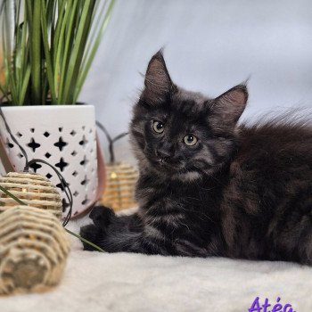 chaton Norvégien black smoke Atéa💜 Chatterie de Ci'Varone chaton Norvégien black smoke Atéa💜 Chatterie de Ci'Varone