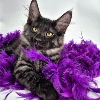 chaton Norvégien black smoke Atéa💜 Chatterie de Ci'Varone chaton Norvégien black smoke Atéa💜 Chatterie de Ci'Varone