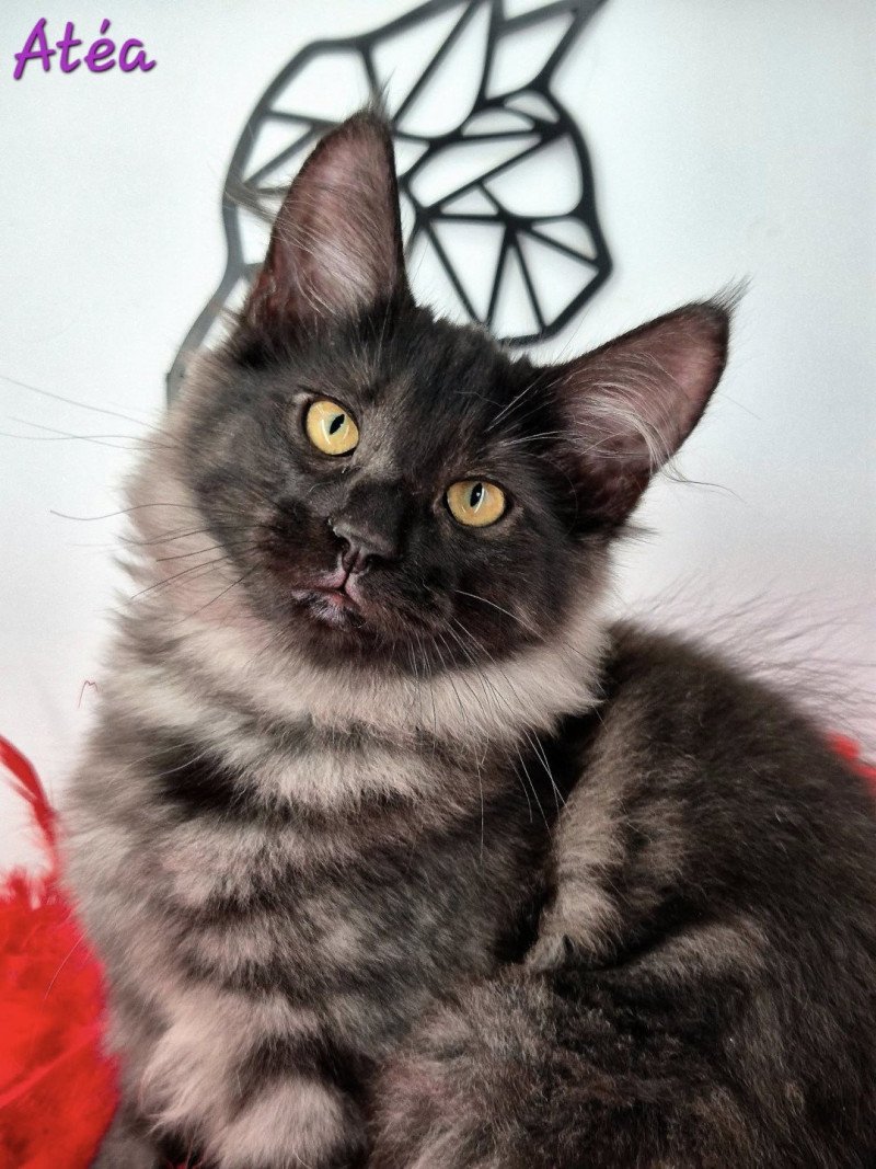 Atéa💜 De Ci'Varone Femelle Norvégien Atéa💜 De Ci'Varone Femelle Norvégien