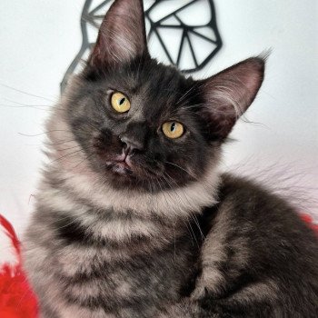chaton Norvégien black smoke Atéa💜 Chatterie de Ci'Varone chaton Norvégien black smoke Atéa💜 Chatterie de Ci'Varone