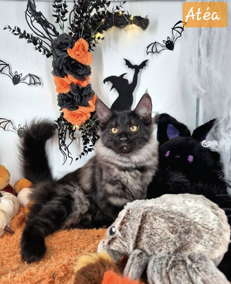 Atéa💜 De Ci'Varone Femelle Norvégien