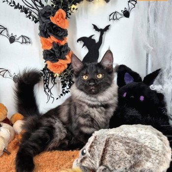 chaton Norvégien black smoke Atéa💜 Chatterie de Ci'Varone