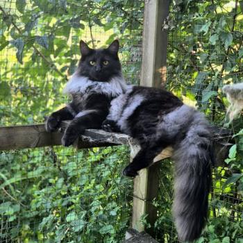 chaton Norvégien black smoke Atéa💜 Chatterie de Ci'Varone