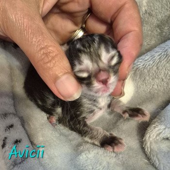 chaton Norvégien brown blotched tabby Avicii 💙 Chatterie de Ci'Varone chaton Norvégien brown blotched tabby Avicii 💙 Chatterie de Ci'Varone