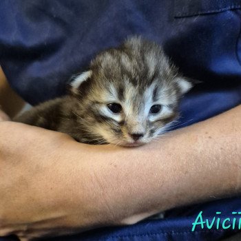 chaton Norvégien brown blotched tabby Avicii 💙 Chatterie de Ci'Varone chaton Norvégien brown blotched tabby Avicii 💙 Chatterie de Ci'Varone