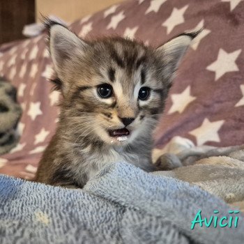chaton Norvégien brown blotched tabby Avicii 💙 Chatterie de Ci'Varone chaton Norvégien brown blotched tabby Avicii 💙 Chatterie de Ci'Varone