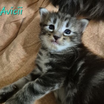 chaton Norvégien brown blotched tabby Avicii 💙 Chatterie de Ci'Varone chaton Norvégien brown blotched tabby Avicii 💙 Chatterie de Ci'Varone