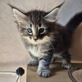 chaton Norvégien brown blotched tabby Avicii 💙 Chatterie de Ci'Varone chaton Norvégien brown blotched tabby Avicii 💙 Chatterie de Ci'Varone