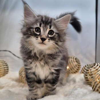 chaton Norvégien brown blotched tabby Avicii 💙 Chatterie de Ci'Varone