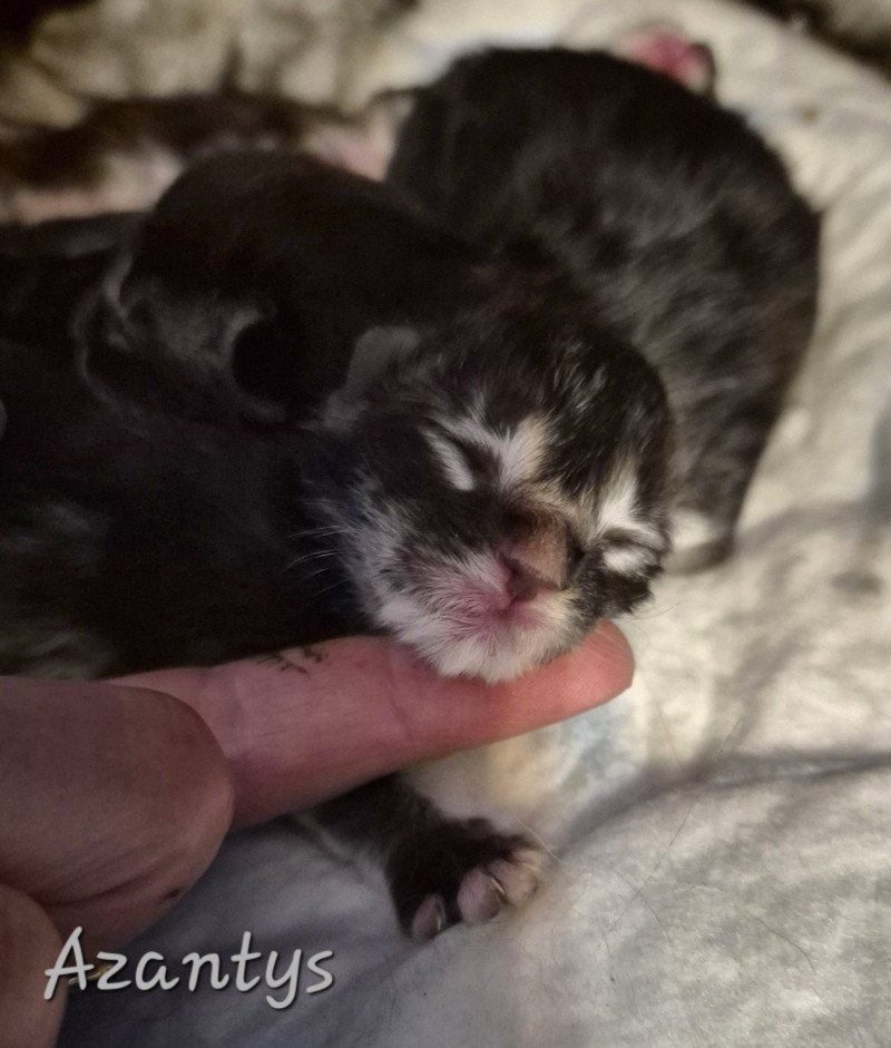 Azantys 🖤 De Ci'Varone Mâle Norvégien