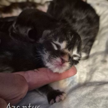 chaton Norvégien black silver blotched tabby Azantys 🖤 Chatterie de Ci'Varone