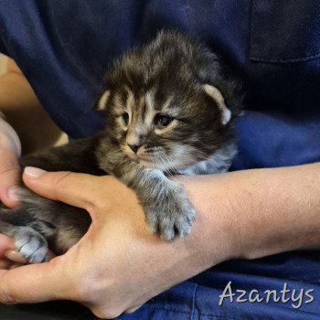 chaton NorvĂ©gien black silver blotched tabby Azantys đ€ Chatterie de Ci'Varone chaton NorvĂ©gien black silver blotched tabby Azantys đ€ Chatterie de Ci'Varone