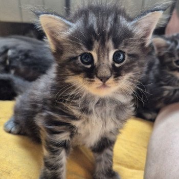 chaton NorvĂ©gien black silver blotched tabby Azantys đ€ Chatterie de Ci'Varone chaton NorvĂ©gien black silver blotched tabby Azantys đ€ Chatterie de Ci'Varone