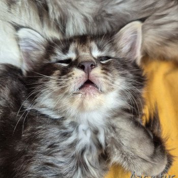 chaton NorvĂ©gien black silver blotched tabby Azantys đ€ Chatterie de Ci'Varone chaton NorvĂ©gien black silver blotched tabby Azantys đ€ Chatterie de Ci'Varone