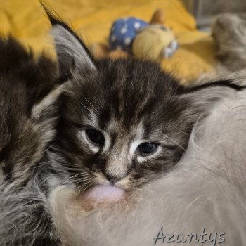 chaton NorvĂ©gien black silver blotched tabby Azantys đ€ Chatterie de Ci'Varone chaton NorvĂ©gien black silver blotched tabby Azantys đ€ Chatterie de Ci'Varone