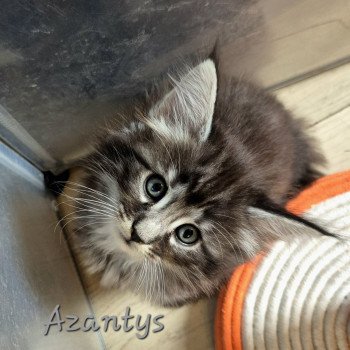 chaton NorvĂ©gien black silver blotched tabby Azantys đ€ Chatterie de Ci'Varone chaton NorvĂ©gien black silver blotched tabby Azantys đ€ Chatterie de Ci'Varone
