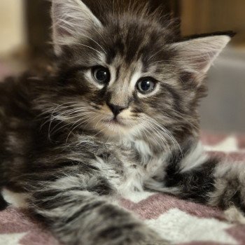 chaton NorvĂ©gien black silver blotched tabby Azantys đ€ Chatterie de Ci'Varone chaton NorvĂ©gien black silver blotched tabby Azantys đ€ Chatterie de Ci'Varone