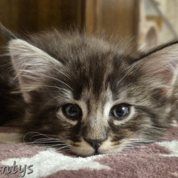 chaton NorvĂ©gien black silver blotched tabby Azantys đ€ Chatterie de Ci'Varone chaton NorvĂ©gien black silver blotched tabby Azantys đ€ Chatterie de Ci'Varone