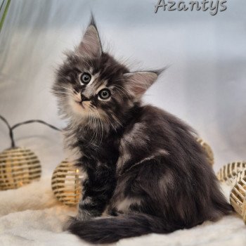 chaton Norvégien black silver blotched tabby Azantys 🖤 Chatterie de Ci'Varone chaton Norvégien black silver blotched tabby Azantys 🖤 Chatterie de Ci'Varone