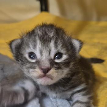 chaton Norvégien black silver mackerel tabby Bakar ❤️💚🤍 Chatterie de Ci'Varone