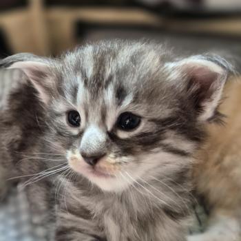 chaton Norvégien black silver mackerel tabby Bihotz ❤️💚🤍 Chatterie de Ci'Varone