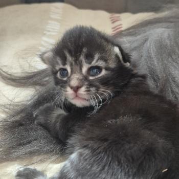 chaton Norvégien brown blotched tabby Beauty Mark❤️🧡💛 Chatterie de Ci'Varone
