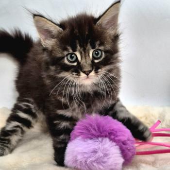 chaton Norvégien brown blotched tabby Beauty Mark❤️🧡💛 Chatterie de Ci'Varone