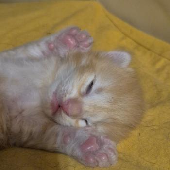 chaton Norvégien red silver mackerel tabby Bellini Peach ❤️ Chatterie de Ci'Varone