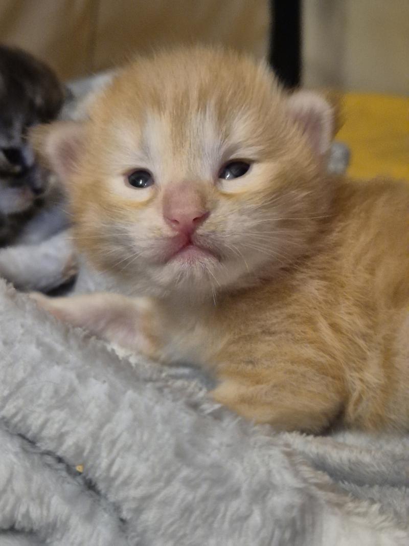 Bellini Peach ❤️ De Ci'Varone Mâle Norvégien