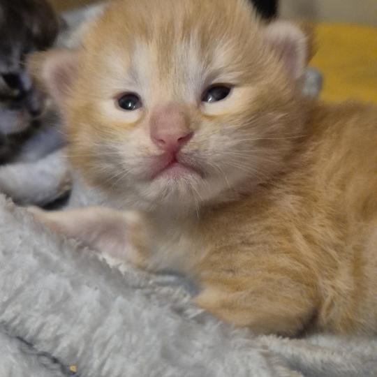 Bellini Peach ❤️ De Ci'Varone Mâle Norvégien