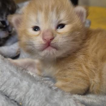 chaton Norvégien red silver mackerel tabby Bellini Peach ❤️ Chatterie de Ci'Varone