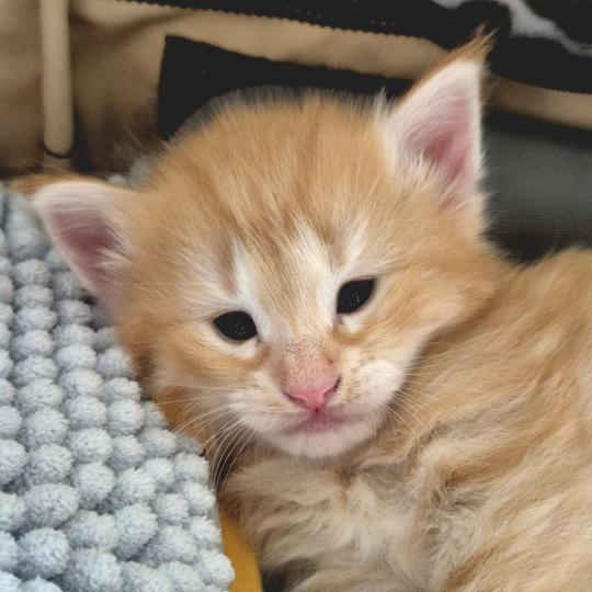 Bellini Peach ❤️ De Ci'Varone Mâle Norvégien