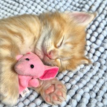 chaton Norvégien red silver mackerel tabby Bellini Peach ❤️ Chatterie de Ci'Varone