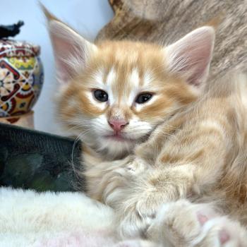 chaton Norvégien red silver mackerel tabby Bellini Peach ❤️ Chatterie de Ci'Varone