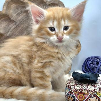 chaton Norvégien red silver mackerel tabby Bellini Peach ❤️ Chatterie de Ci'Varone