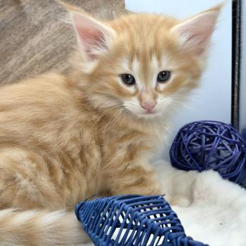 chaton Norvégien red silver mackerel tabby Bellini Peach ❤️ Chatterie de Ci'Varone