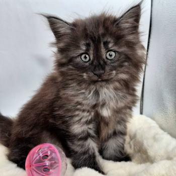 chaton Norvégien black smoke Black Lilies💜💗💗 Chatterie de Ci'Varone