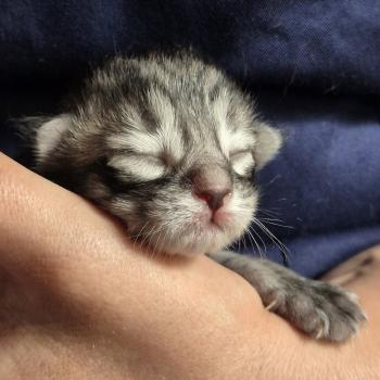 chaton Norvégien black silver mackerel tabby Bo Duke🧡 Chatterie de Ci'Varone