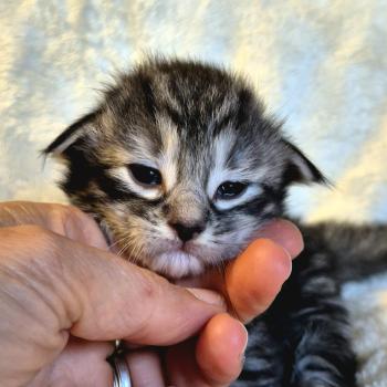 chaton Norvégien black silver mackerel tabby Bo Duke🧡 Chatterie de Ci'Varone