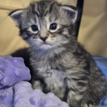 chaton Norvégien black silver mackerel tabby Bo Duke🧡 Chatterie de Ci'Varone