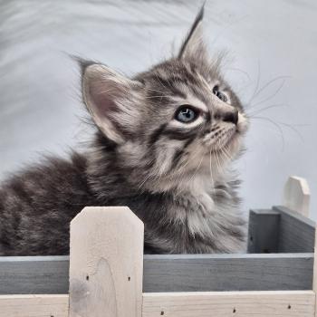 chaton Norvégien black silver mackerel tabby Bo Duke🧡 Chatterie de Ci'Varone