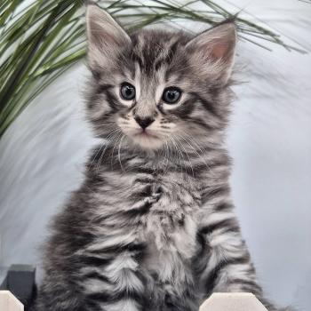 chaton Norvégien black silver mackerel tabby Bo Duke🧡 Chatterie de Ci'Varone