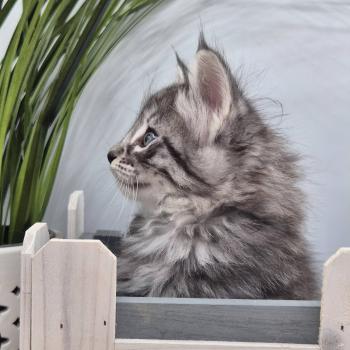 chaton Norvégien black silver mackerel tabby Bo Duke🧡 Chatterie de Ci'Varone