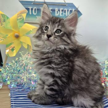 chaton Norvégien black silver mackerel tabby Bo Duke🧡 Chatterie de Ci'Varone